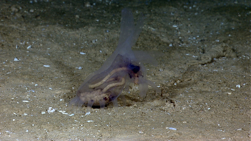 A translucent holothurian; the gut can be seen through its transparent body wall.