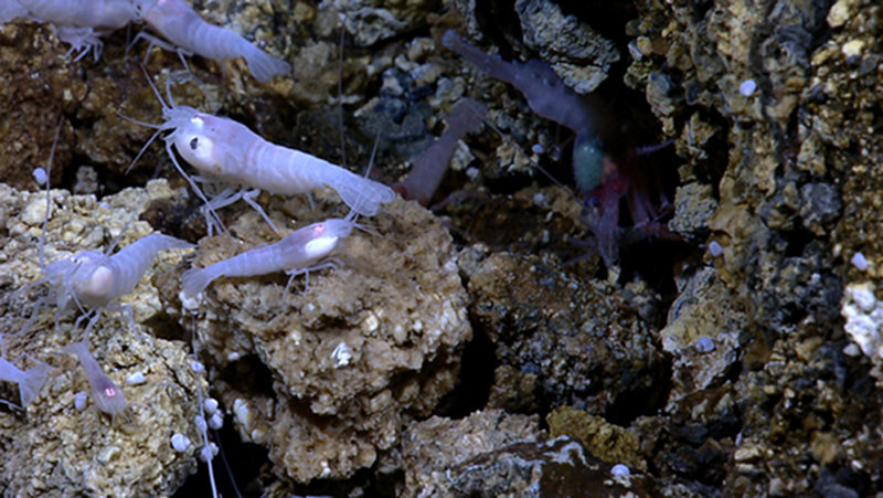 At least two species of shrimp are found at the Von Damm hydrothermal vent site. One relies on chemosynthesis for food, and the other may be a predator.