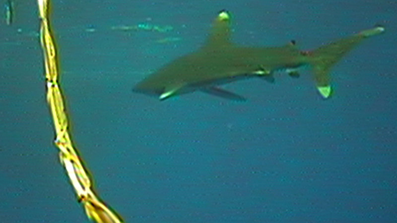 As “Little Herc” was surfacing, the cameras captured something we hadn’t been expecting to see—this oceanic white-tip shark investigating the ROV tether.