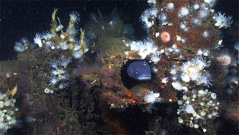 A giant snake eel pokes its head out of an old shipwreck lying on the Gulf of Mexico's deep seafloor.