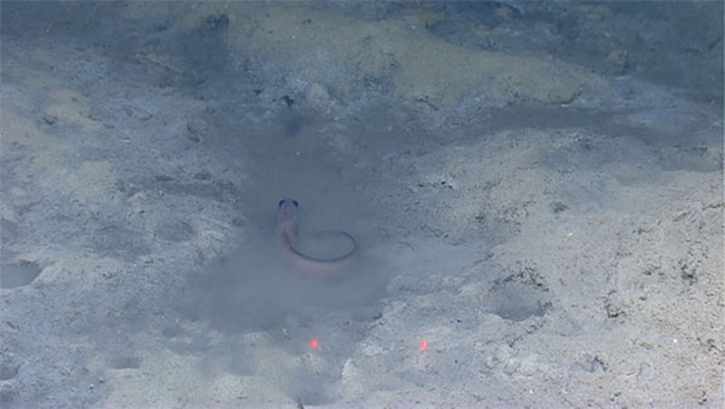 Drainage channels filled with brine (the cloudy material) feed a small pool with a live eelpout.