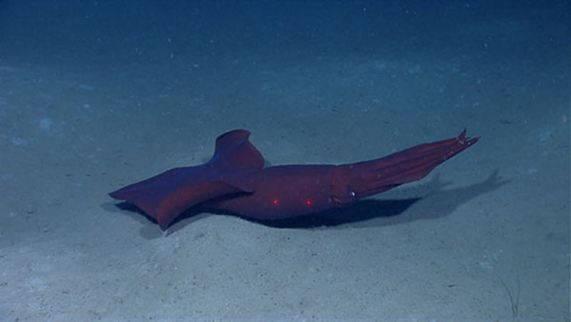 Many deep-sea animals are red. The only light found in the depths of the ocean is blue.