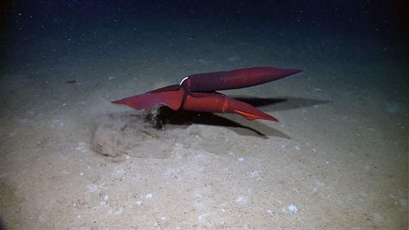 Many deep-sea animals are red. The only light found in the depths of the ocean is blue. Blue light does not reflect off of red animals, and makes them much more difficult to see unless you have a remotely operated vehicle with bright white lights.