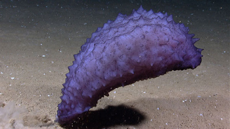 Benthothuria and escape swimmer: When disturbed by the remotely operated vehicle, Benthothuria flexes its body and empties its gut of heavy sediment. Having come off bottom, it remains suspended due to the neutral buoyancy of its thick purple body wall. Somehow it gains enough weight to sink and resume feeding.