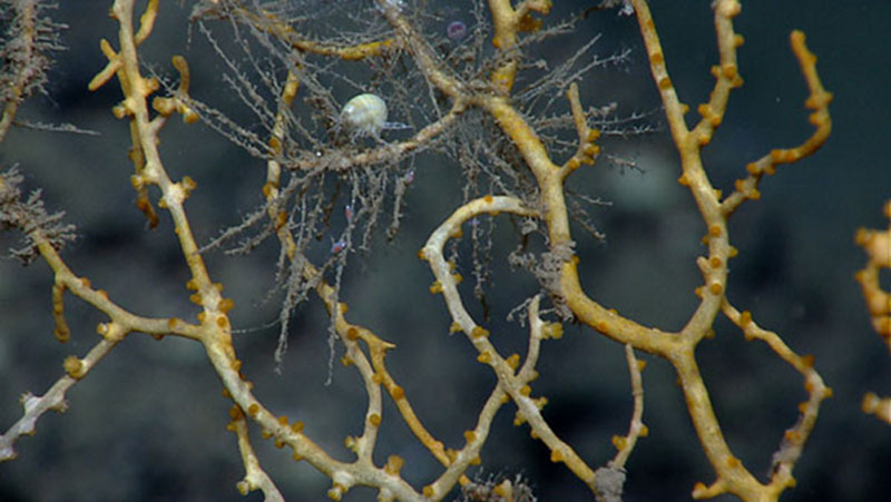 An amphipod (white upper center), a shrimp-like crustacean, here less than one centimeter in length, attached to a dead paramuricid coral branch from which hydrozoans (grey) are extending. You can also see two flea-sized amphipods (red, below the white) on a hydroid branch.