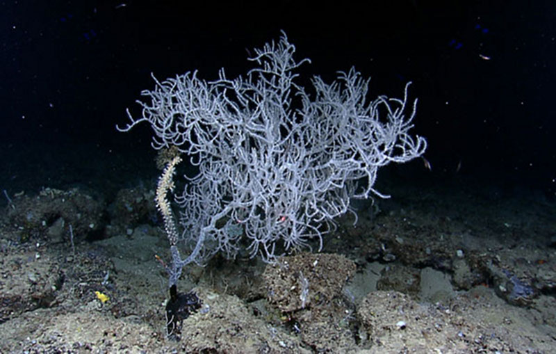 A Lophelia pertusa colony at 390 meters depth in the DeSoto Canyon region. Lasers are visible at the bottom center of the screen, 10 centimeters apart. They indicate that this colony is 60 centimeters across.