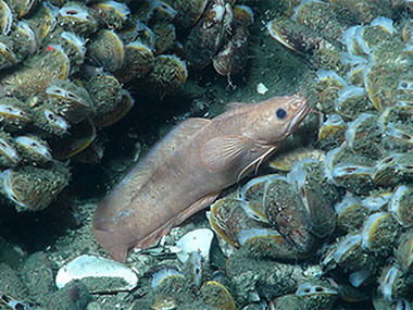 A species of rockling (Family Lotidae) nestles within beds of chemosynthetic mussels (Bathymodiolus).