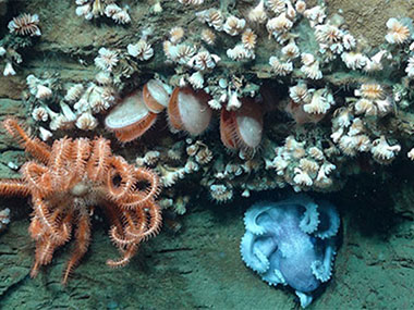 Often multiple species of invertebrates are found co-occurring on rock ledges and canyon walls. Here a brisingid sea star, an octopus, bivalves, and several individuals of the cup coral, Desmophyllum, are found in close proximity to one another.