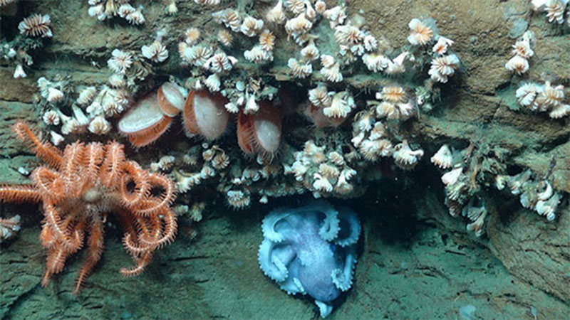 Often multiple species of invertebrates are found co-occurring on rock ledges and canyon walls. Here a brisingid sea star, an octopus, bivalves, and several individuals of the cup coral, Desmophyllum, are found in close proximity to one another.