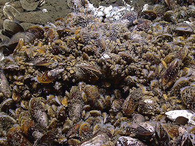 Close-up view of a live chemosynthetic mussel bed surrounded by sediment-covered shells from 1,419 meters depth in Veatch Canyon on the U.S. continental margin.