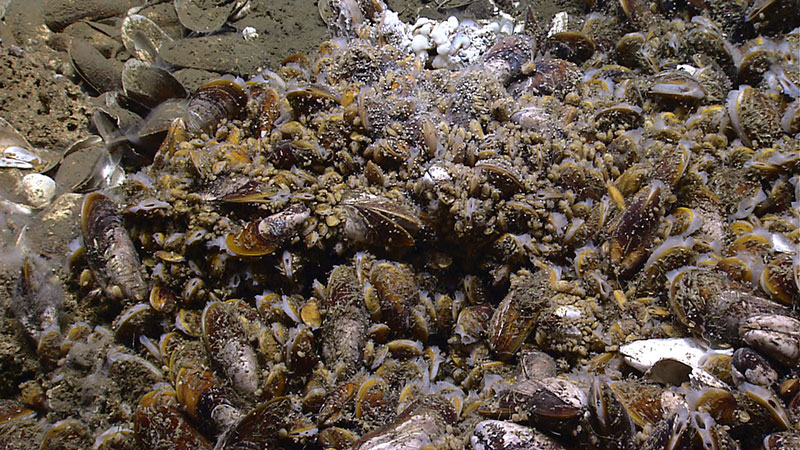 Close-up view of a live chemosynthetic mussel bed surrounded by sediment-covered shells from 1,419 meters depth in Veatch Canyon on the U.S. continental margin. Gastropods could be seen in high abundances on the live mussel shells and white microbial material (top center of image) was observed within and around the seep site.
