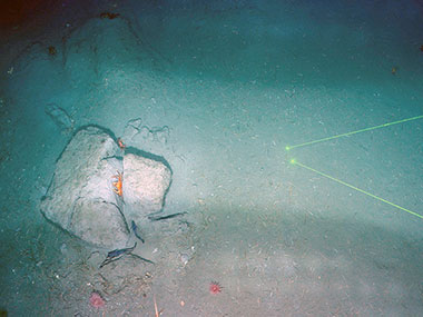 TowCam image of debris material that has been dislodged from a submarine landslide scarp just out of the frame.