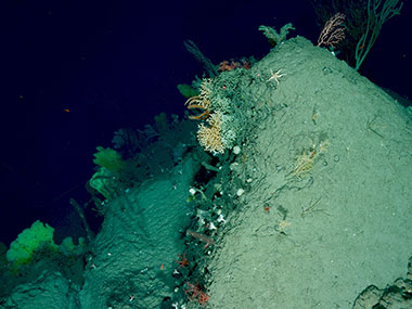 A diverse assemblage of corals and sponges, including yellow sponges (lower left) and colonial and solitary scleractinian (stony) corals (center of photo), observed on the western side of Munson Canyon (1,037-1,266 meters).