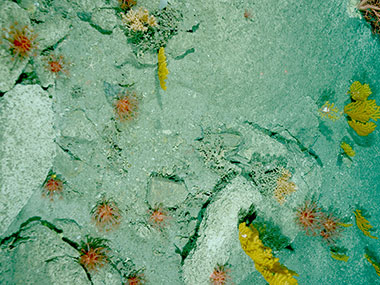 A diverse assemblage of deep-sea corals, including Anthomastus sp. (numerous, small red corals in foreground), Paragorgia sp. (large red coral in upper right corner), and Paramuricea sp. (yellow), observed on the eastern wall of Powell Canyon (950-1,180 meters).