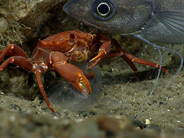 A hake interrupts a red crab while it is eating ctenophore.