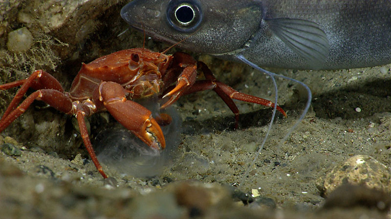 A hake interrupts a red crab while it is eating ctenophore.
