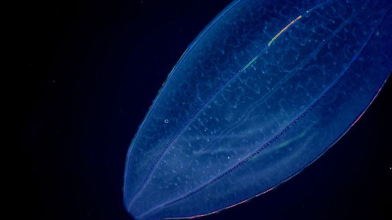 If you look closely, you can see a ctenophore, or comb jelly, being digested inside the larger predatory beroid ctenophore.