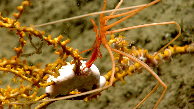 Deep-sea coral provides a habitat for many other animals. In this image, a pycnogonid or sea spider may be feeding on an anemone while both of them are living on a Paramuricea coral.