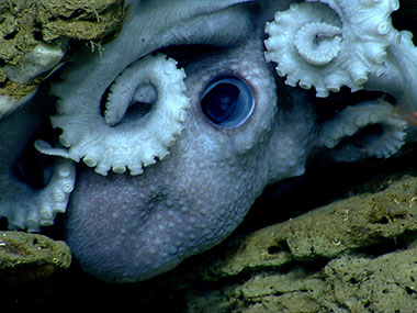 An octopus hides in the rocks in Welker Canyon.