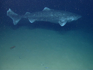 In the last couple minutes of the last dive of the field season, we found the largest fish we have ever encountered with the ROV, a Greenland Shark.
