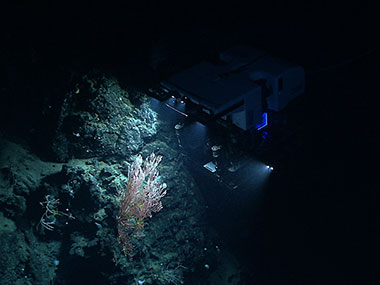 NOAA’s ROV, Deep Discoverer, examines a deepwater coral colony on the north flank of the almost wholly unexplored Mytilus Seamount.