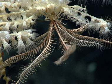 A crinoid or feather star hangs out on a deepwater coral on the south side of Mytilus Seamount.