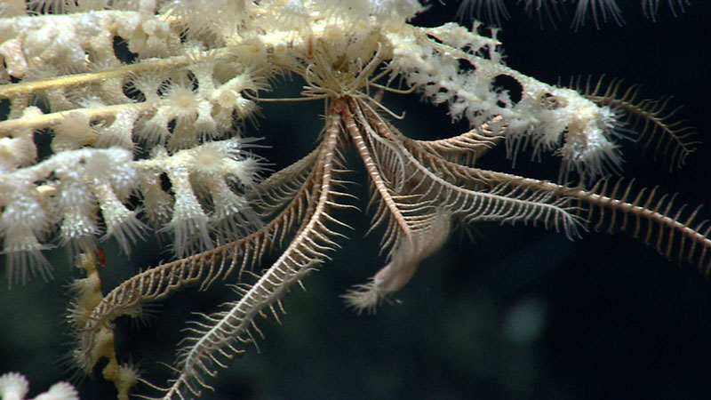 A crinoid or feather star hangs out on a deepwater coral on the south side of Mytilus Seamount.