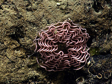This pink geometric pattern we found in Nygren Canyon over a mile under water stumped the scientist for a while. The current thought is that it is some type of mollusk egg case.