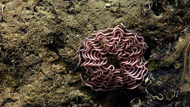 This pink geometric pattern we found in Nygren Canyon over a mile under water stumped the scientist for a while. The current thought is that it is some type of mollusk egg case.