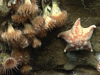 Cup corals and a sea star a mile underwater in Heezen Canyon.