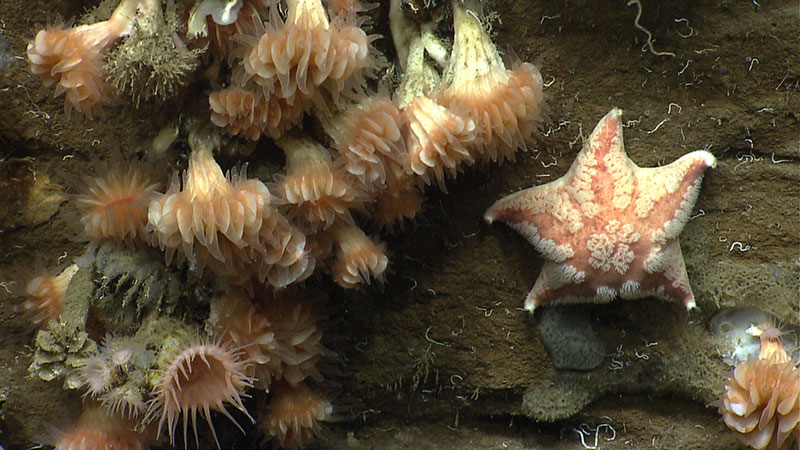 Cup corals and a sea star a mile underwater in Heezen Canyon.