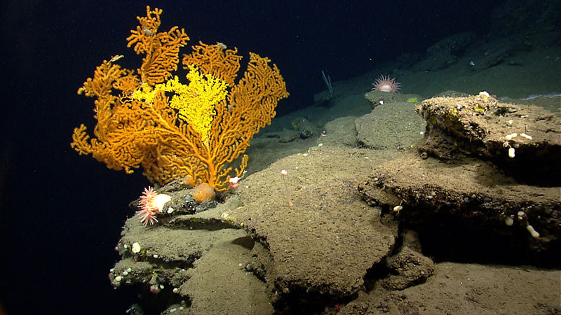 A Paramuricea coral in Nygren Canyon which 165 nautical miles southeast of Cape Cod, Massachusetts.