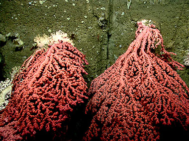 It takes hundreds of years for corals to grow as big as the ones we found in Heezen Canyon. Some deepwater corals are believed to live as long as 4,000 years.