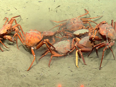 An aggregation of deep sea red crabs prey on what appear to be eggs lying on the seafloor.