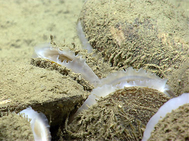 Bathymodiolus mussels discovered by the ROV Deep Discoverer in areas of active hydrocarbon seepage.