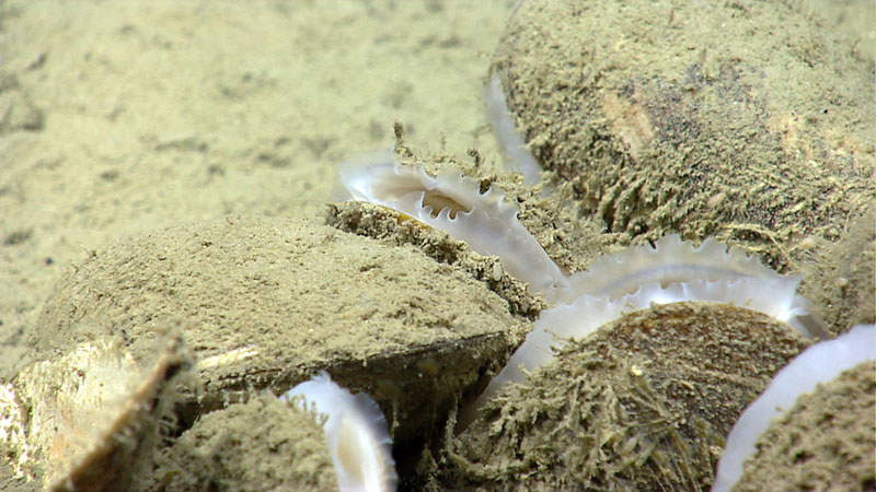 Bathymodiolus mussels discovered by the ROV Deep Discoverer in areas of active hydrocarbon seepage.