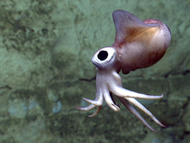 A bobtail squid is imaged by ROV D2 during Dive 07 in Atlantis Canyon. The squid is less than one foot in length.