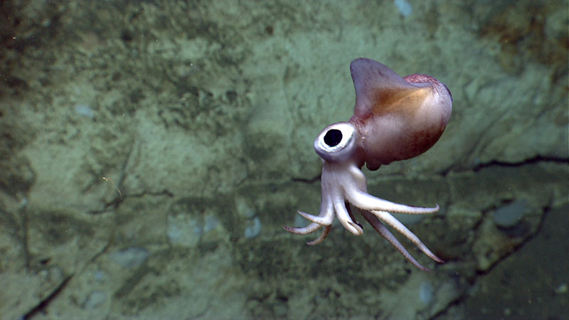 A bobtail squid is imaged by ROV D2 during Dive 07 in Atlantis Canyon. The squid is less than one foot in length.