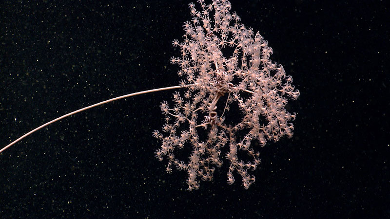 A considered obligate relationship between a specific species of octocoral (cf. Metallogorgia melanotrichos) and brittle star (cf. Ophiocreas oedipus). To our knowledge, these species were previously not known to occur in the Northeast U.S. Canyons Region.