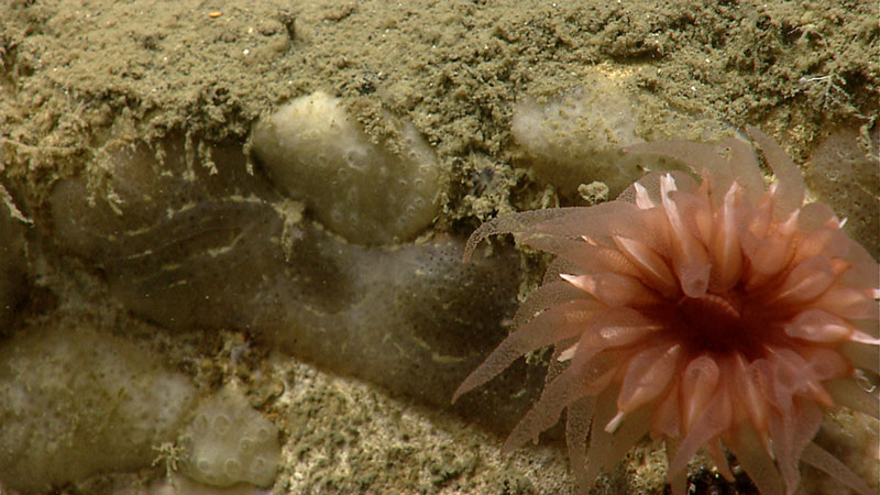 Desmophyllum (cf.) dianthus (cup coral) is a solitary deep-sea scleractinian, or stony, coral common along the walls of Alvin Canyon.