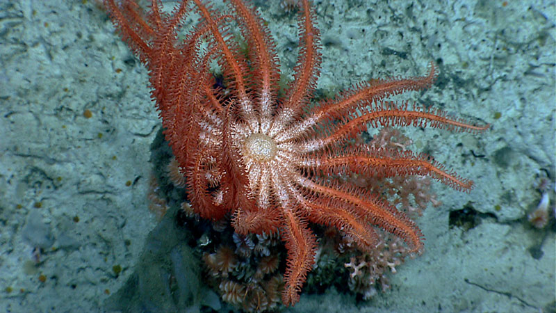 A brisingid seastar rests on a group of cup corals in Alvin Canyon.