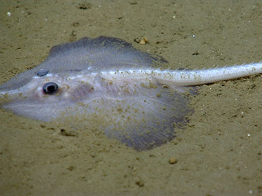 A rarely observed deepwater skate is imaged on the seafloor of Veatch Canyon during a dive on July 20, 2013.