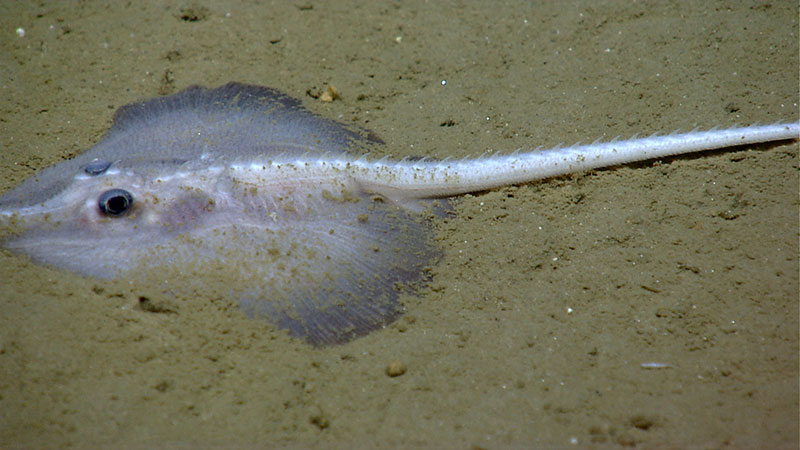 A rarely observed deepwater skate is imaged on the seafloor of Veatch Canyon during a dive on July 20, 2013.