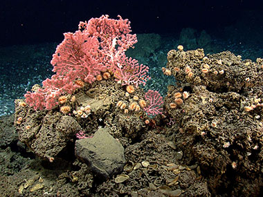 Corals, including cup corals and bubblegum corals reside on the hard substrate near the edge of the mussel bed.