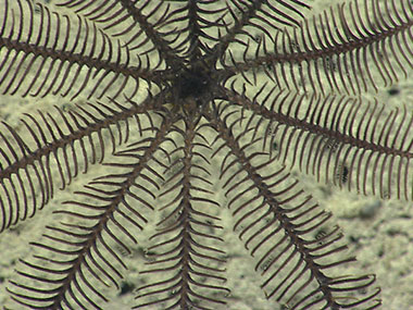 Close up view of a stalked crinoid’s (sea lily) mouth and arms. At least two species of crinoids were noted during the dive today at Block Canyon, including stalked crinoids.