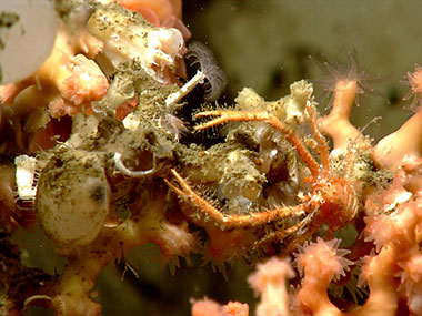 A squat lobster, Munidopsis sp., is associated with a branching stony coral on the east wall of a minor canyon explored on July 24, 2013.