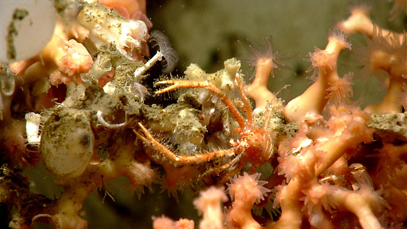 A squat lobster, Munidopsis sp., is associated with a branching stony coral on the east wall of a minor canyon explored on July 24, 2013.