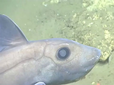 A chimaera swims lazily a couple meters above the seafloor in Lydonia Canyon.