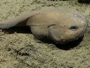 A toadfish covered with parasites sits on the seafloor near Oceanographer Canyon.