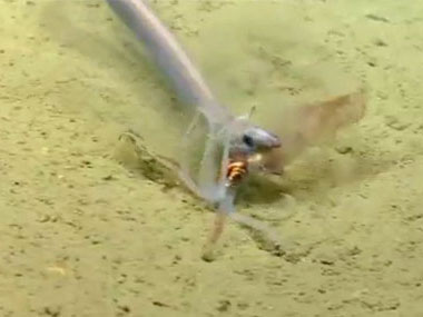 Video of the eel attempting to catch a squid.